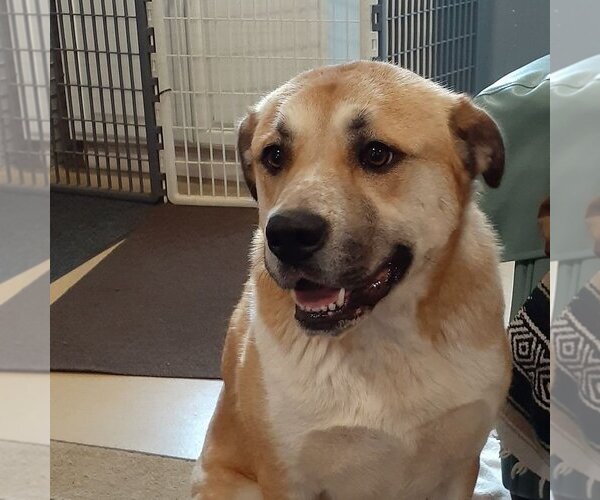 Medium Photo #3 Anatolian Shepherd-Unknown Mix Puppy For Sale in Sequim, WA, USA