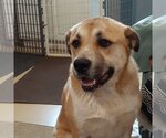Small #2 Anatolian Shepherd Mix