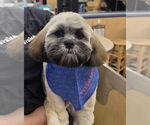 Small #1 Lhasa Apso