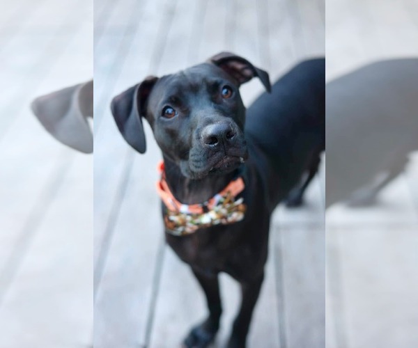 Medium Photo #2 American Pit Bull Terrier-American Staffordshire Terrier Mix Puppy For Sale in Duluth, MN, USA