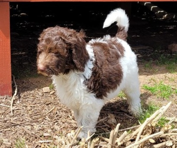 Full screen Photo #1 Goldendoodle Puppy For Sale in NEWNAN, GA, USA