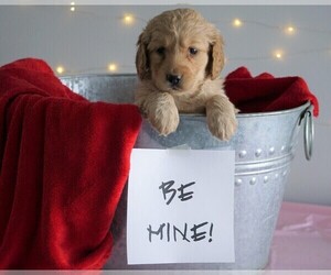 Goldendoodle (Miniature) Puppy for sale in FREDERICKSBG, OH, USA