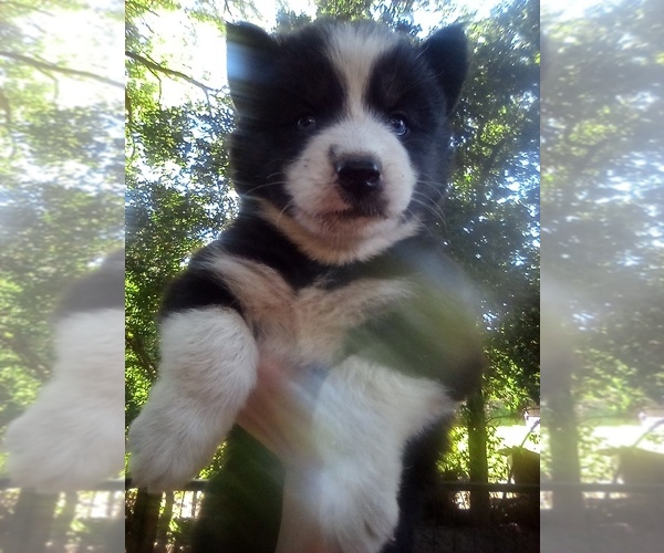Medium Photo #1 Siberian Husky Puppy For Sale in FLORENCE, SC, USA
