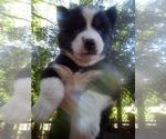 Image preview for Ad Listing. Nickname: Husky1