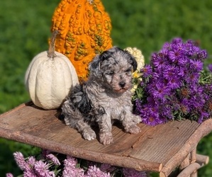 Medium Poodle (Toy)