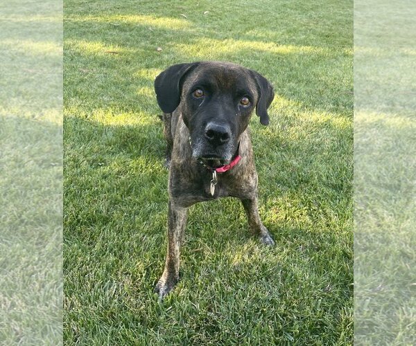 Medium Photo #4 Labrador Retriever-Unknown Mix Puppy For Sale in  Ramona, CA, USA
