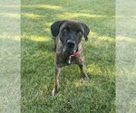 Small #3 Labrador Retriever Mix