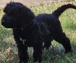 Small #2 Doodle-Goldendoodle Mix