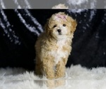 Small #3 Maltipoo