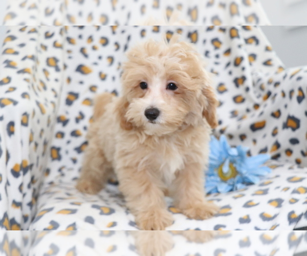 Medium Photo #1 Maltipoo Puppy For Sale in SHILOH, OH, USA