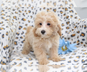 Maltipoo Puppy for sale in SHILOH, OH, USA