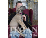 Small Photo #18 Great Dane Puppy For Sale in DANIELSON, CT, USA