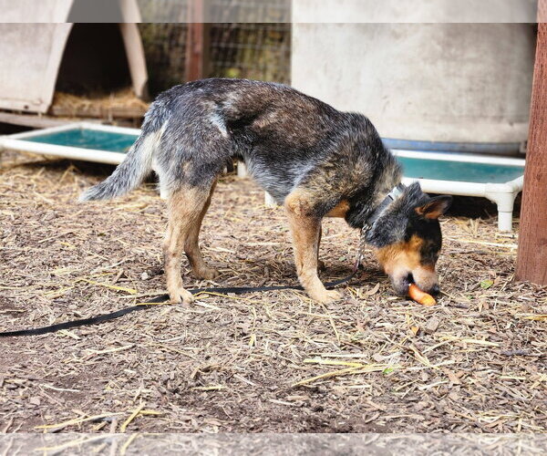 Medium Photo #2 Mutt Puppy For Sale in Paso Robles, CA, USA