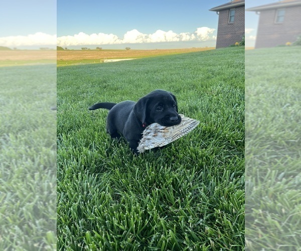 Medium Photo #1 Labrador Retriever Puppy For Sale in DAVEY, NE, USA