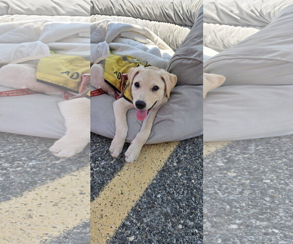 Medium Photo #4 Labrador Retriever-Pug Mix Puppy For Sale in NYC, NY, USA
