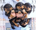 Small Photo #9 Rottweiler Puppy For Sale in FONTANA, CA, USA