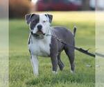 Small Photo #11 American Bully Puppy For Sale in WILLIAMSVILLE, IL, USA
