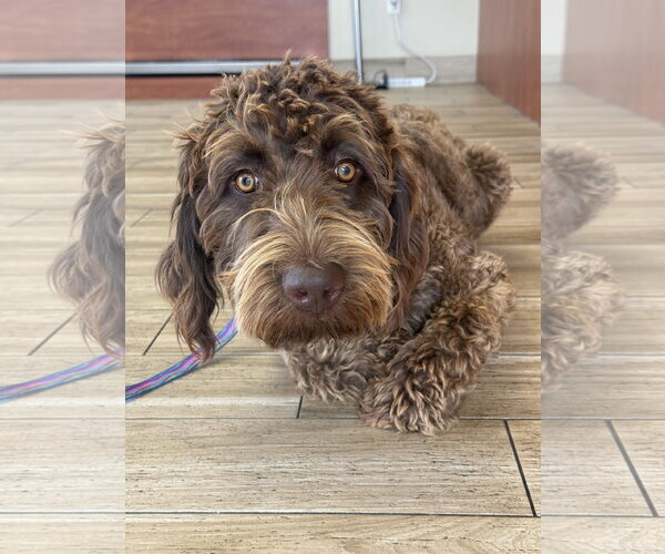 Medium Photo #3 German Shorthaired Pointer-Poodle (Standard) Mix Puppy For Sale in Valrico, FL, USA