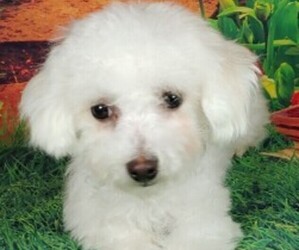 Bichon Frise Puppy for sale in WINSTON SALEM, NC, USA
