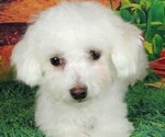 Image preview for Ad Listing. Nickname: NELLIE