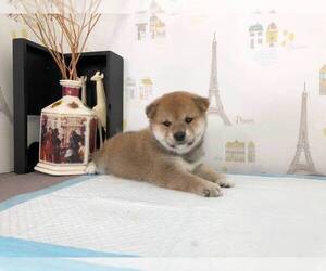 Shiba Inu Puppy for sale in NEW YORK, NY, USA