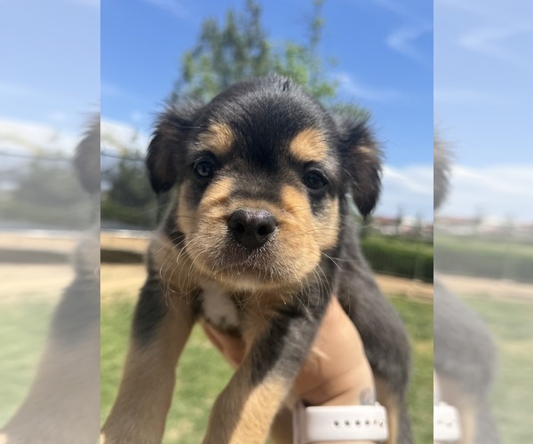 Medium Photo #1 Australian Shepherd-French Bulldog Mix Puppy For Sale in MURRIETA, CA, USA