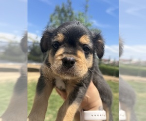 Australian Shepherd-French Bulldog Mix Puppy for Sale in MURRIETA, California USA