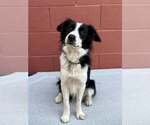 Small Border Collie Mix