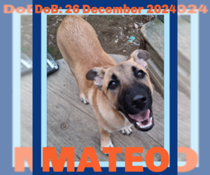 Anatolian Shepherd-German Shepherd Dog Mix Dogs for adoption in Sebec, ME, USA