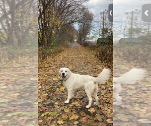 English Cream Golden Retriever Dogs for adoption in NEWTON, MA, USA