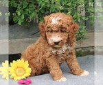Small Photo #3 Goldendoodle-Poodle (Miniature) Mix Puppy For Sale in EAST EARL, PA, USA