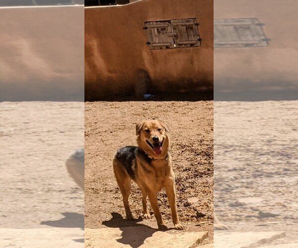 Medium Photo #1 Mutt Puppy For Sale in Pena Blanca, NM, USA