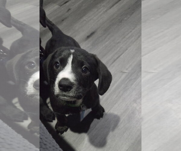 Medium Photo #1 Labrador Retriever-Unknown Mix Puppy For Sale in Plainfield, IL, USA