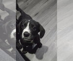 Small Labrador Retriever Mix