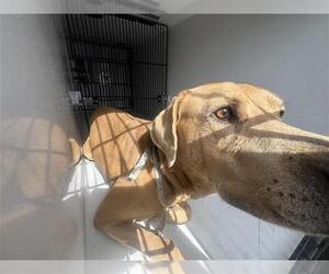 Labrador Retriever-Unknown Mix Dogs for adoption in Houston, TX, USA