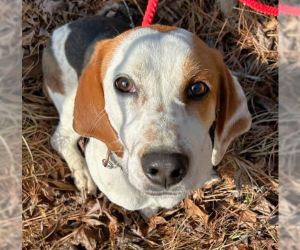 Medium Photo #1 Bagle Hound Puppy For Sale in Dunnellon, FL, USA