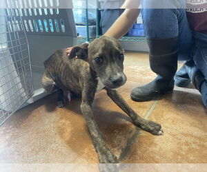 American Bulldog-Parson Russell Terrier Mix Dogs for adoption in Bolivar, MO, USA