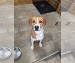 Small #4 Mutt