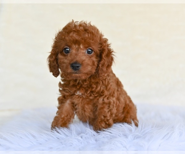 Medium Photo #2 Cock-A-Poo Puppy For Sale in MILLERSBURG, OH, USA
