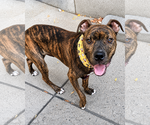 Small #3 American Pit Bull Terrier-American Staffordshire Terrier Mix
