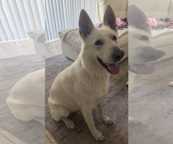 Medium Photo #3 - Mix Puppy For Sale in Hoffman Estates, IL, USA