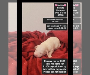 Havapoo Puppy for sale in TUCSON, AZ, USA