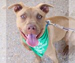 Small #13 Labrador Retriever Mix
