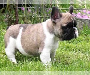 French Bulldog Puppy for sale in EASTON, PA, USA