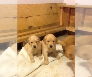 Golden Retriever Puppy for sale in ALMOND, WI, USA