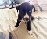Small #3 Siberian Husky Mix