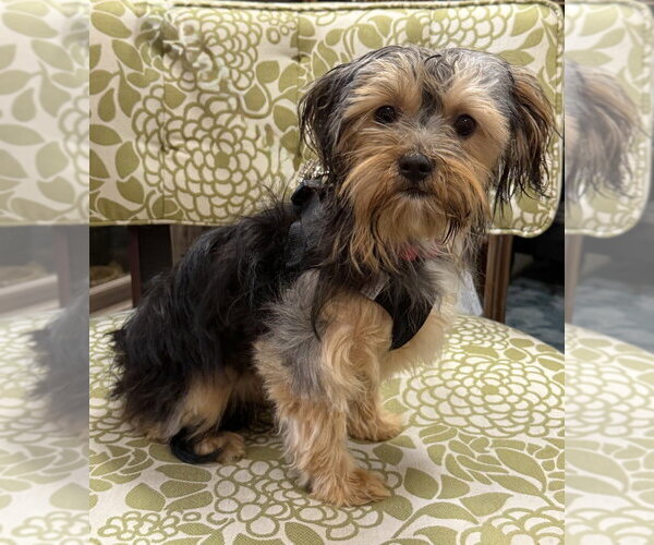 Medium Photo #2 Mutt Puppy For Sale in Mundelein, IL, USA