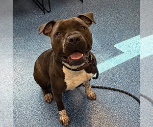 Mutt Dogs for adoption in Tarboro, NC, USA
