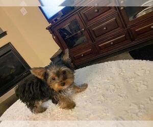 Yorkshire Terrier Puppy for sale in SAN ANTONIO, TX, USA