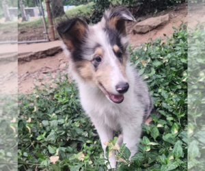 Collie Puppy for Sale in NEVADA, Missouri USA